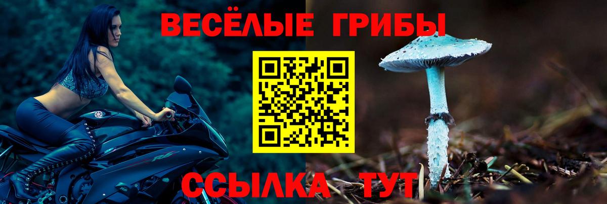 Псилоцибиновые грибы Psilocybine cubensis Сочи